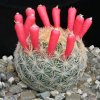 Mammillaria_magallanii